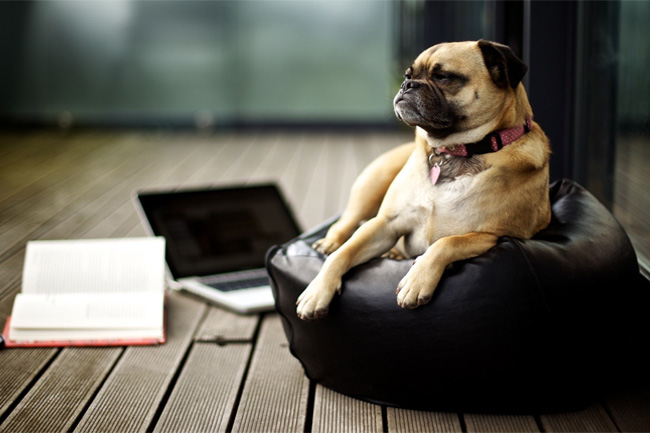 Learn best management techniques from Dogs: Ted Talk from my dearest friend Learn best management techniques from Dogs: Ted Talk from my dearest friend